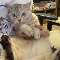 飼い主さんに抱かれるシルバータビーの猫