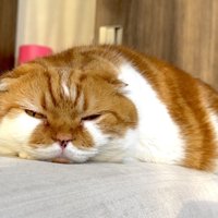 不貞腐れたような表情で平べったくなって寝る猫
