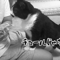 座っている人の膝に手を置いて近づく猫