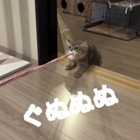 猫じゃらしを持っている猫