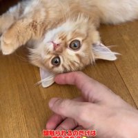 飼い主の手のそばで横になっている猫