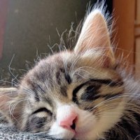子猫の寝顔とパヤ毛のアップ