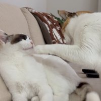 右の猫の口を触ろうとする左の猫