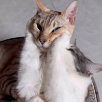 顔が潰されている猫