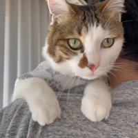 抱っこしてもらう猫1