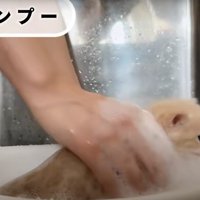 シャンプーされている子猫