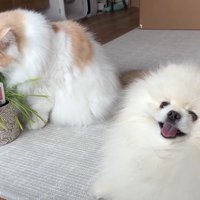 食べるレモンくんとこちらを向くポテチくん