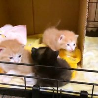 ケージオープン