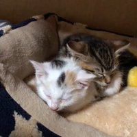 眠るふたり