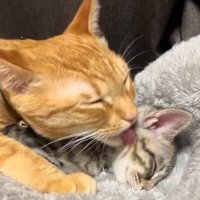 子猫を毛づくろいしてあげる茶トラ猫