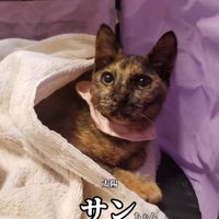 毛布にくるまる猫