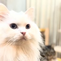 翌々日のシロちゃん