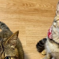 見上げる猫