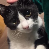 女性の顔を見つめる猫