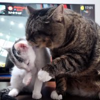 毛繕いする猫