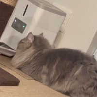 自動給餌器前の猫
