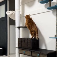 登ろうとする猫