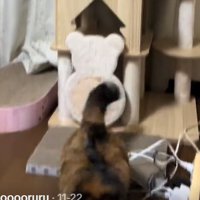 床に着地した猫