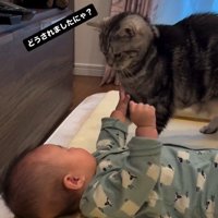 床で寝ている赤ちゃんを見ている猫