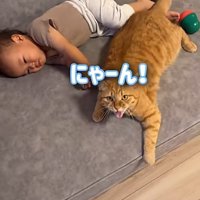 赤ちゃんと一緒に寝ている猫