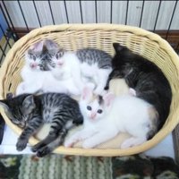 カゴの中にいる子猫たち