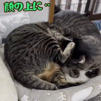 他の猫の顔の上に座る猫