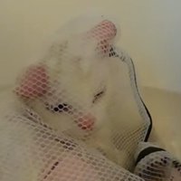 洗濯ネットに入ったシロちゃん