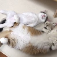 横から