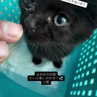 ケースの中の猫