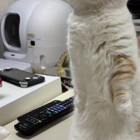 立つ猫