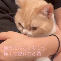 横を向く猫