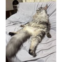 寝転ぶ猫