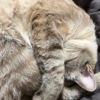 まぶしい寝の姿勢に戻った猫（手は足を抱えている）