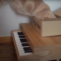 飛ぶ猫