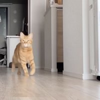 飼い主さんのほうに走ってくる茶トラ猫