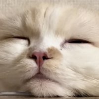 キャットタワーでくつろぐ猫の写真2