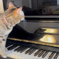 1歩ずつゆっくりと歩く猫