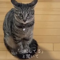 飼い主のほうを見つめる猫