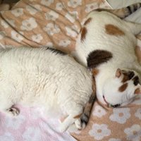 寝ている猫