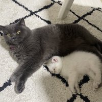 横になってカメラ目線の猫と丸くなって眠る子猫