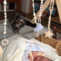 寝ている赤ちゃんとおもちゃで遊ぶ猫