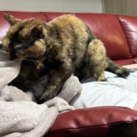 飼い主の顔の上にある毛布を前足で揉むサビ猫