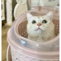 キャリーバッグにいる猫