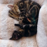 寝ている2匹の猫