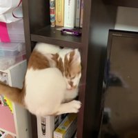 棚に入っている猫