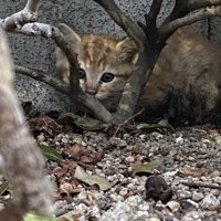 枝に隠れる子猫