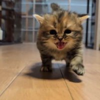 こちらへ向かってくる子猫