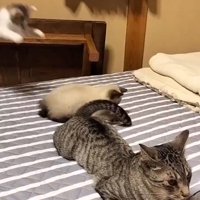 シャム猫に向かって飛びつくキジ白猫