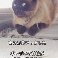 車の下にいるシャム猫
