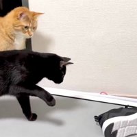 2匹の猫とスニーカー